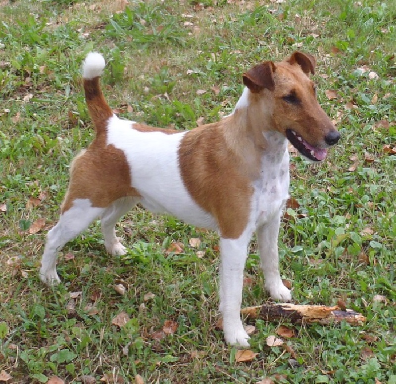 Fido dido de la Pierre Rare